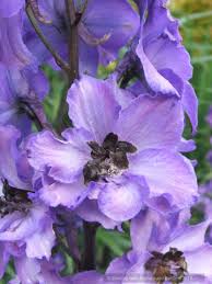 Attēlu rezultāti vaicājumam “Delphinium elatum”