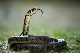 Image result for Ringelnatter