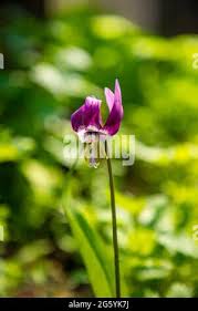 Attēlu rezultāti vaicājumam “Erythronium sibiricum”