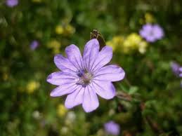 Attēlu rezultāti vaicājumam “Geranium pyrenaicum leaf”