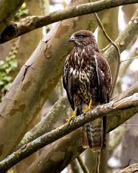 Attēlu rezultāti vaicājumam “Buteo buteo”