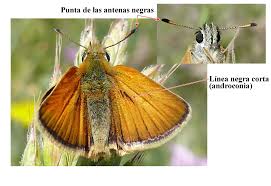 Attēlu rezultāti vaicājumam “Thymelicus lineola female”