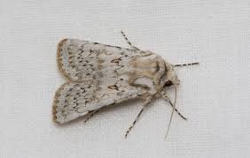 Attēlu rezultāti vaicājumam “Agrotis ripae”