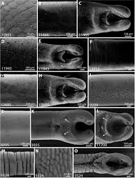 Attēlu rezultāti vaicājumam “Gordius aquaticus”