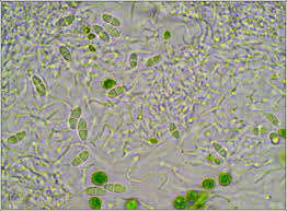 Attēlu rezultāti vaicājumam “Ramalina calicaris”