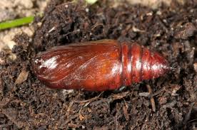 Attēlu rezultāti vaicājumam “Axylia putris”