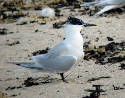 Attēlu rezultāti vaicājumam “Sterna sandvicensis adult”