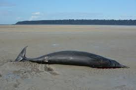 Image result for Mesoplodon bidens