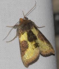 Attēlu rezultāti vaicājumam “Diachrysia tutti”