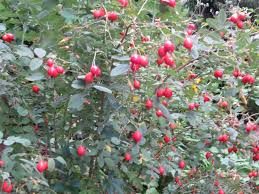 Attēlu rezultāti vaicājumam “Rosa villosa fruit”