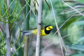 Image result for Wilsonia citrina