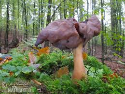 Attēlu rezultāti vaicājumam “Gyromitra infula”