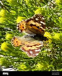 Attēlu rezultāti vaicājumam “Vanessa cardui upperside”