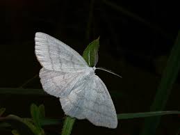 Attēlu rezultāti vaicājumam “Cabera pusaria”