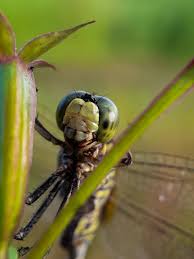 Attēlu rezultāti vaicājumam “Ophiogomphus cecilia”