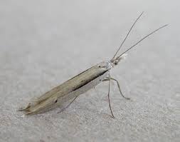 Attēlu rezultāti vaicājumam “Mucronella”