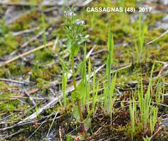Attēlu rezultāti vaicājumam “Veronica anagallis-aquatica fruit”