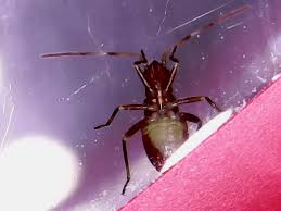 Attēlu rezultāti vaicājumam “Closterotomus biclavatus nymph”