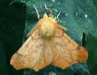 Attēlu rezultāti vaicājumam “Ennomos autumnaria”