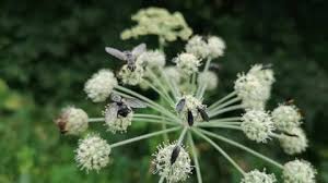 Attēlu rezultāti vaicājumam “Sciara analis”