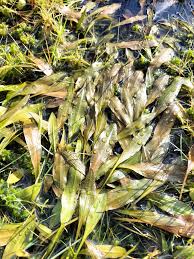 Attēlu rezultāti vaicājumam “Potamogeton trichoides leaf”