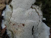 Attēlu rezultāti vaicājumam “Postia rennyi”