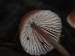 Attēlu rezultāti vaicājumam “Mycena haematopus”