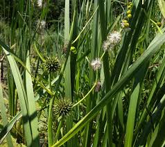 Attēlu rezultāti vaicājumam “Sparganiaceae”