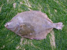 Image result for Platichthys flesus