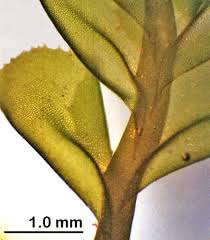 Attēlu rezultāti vaicājumam “Plagiochila porelloides”