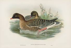 Attēlu rezultāti vaicājumam “Anser brachyrhynchus”