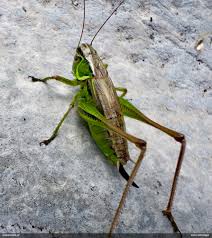 Attēlu rezultāti vaicājumam “Fuligo licentii”