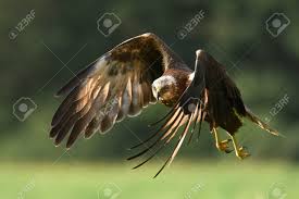 Attēlu rezultāti vaicājumam “Circus aeruginosus”