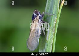 Attēlu rezultāti vaicājumam “Javesella pellucida”