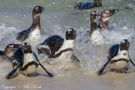 Image result for Spheniscus demersus