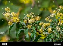 Attēlu rezultāti vaicājumam “Hedera helix  flower”