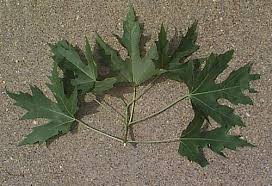 Attēlu rezultāti vaicājumam “Acer saccharinum leaf”