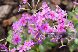 Attēlu rezultāti vaicājumam “Primula farinosa flower”