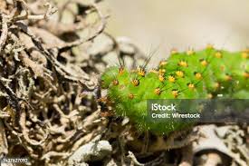 Attēlu rezultāti vaicājumam “Saturnia pavonia larva”