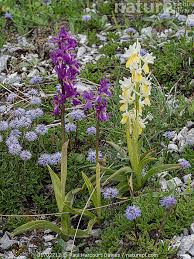 Attēlu rezultāti vaicājumam “Orchis mascula flower”