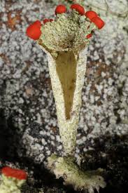 Attēlu rezultāti vaicājumam “Cladonia coccifera”