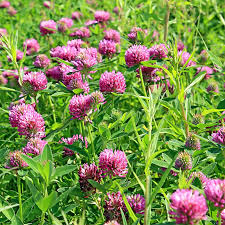 Attēlu rezultāti vaicājumam “Trifolium medium flower”