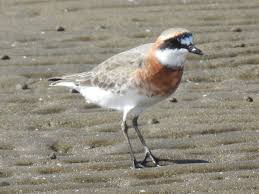 Image result for Charadrius mongolus