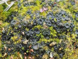 Attēlu rezultāti vaicājumam “Blasia pusilla sporophyte”