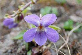 Attēlu rezultāti vaicājumam “Viola hirta flower”