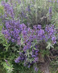 Image result for Salvia officinalis