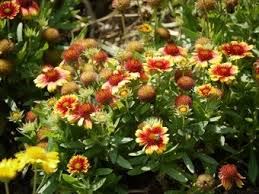 Image result for Gaillardia pulchella