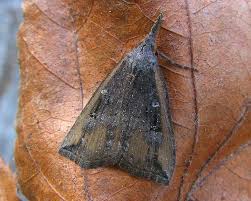 Attēlu rezultāti vaicājumam “Hypena rostralis”