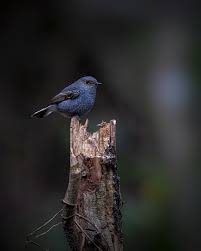 Attēlu rezultāti vaicājumam “Phoenicurus phoenicurus female”