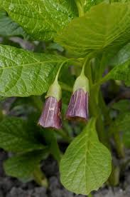 Attēlu rezultāti vaicājumam “Scopolia carniolica”